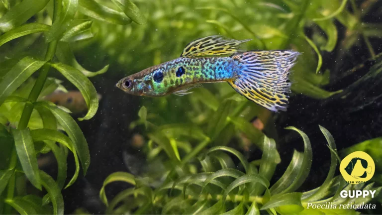 Top 10 Friendly Fishes for your Aquarium