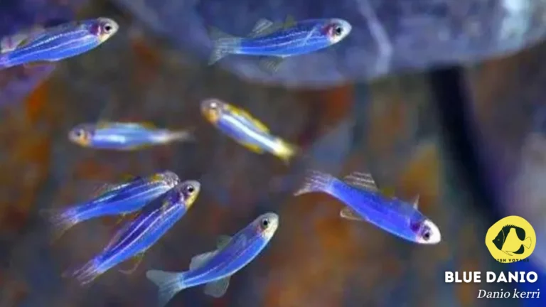 Top 10 Blue Community Fishes: Ultimate List
