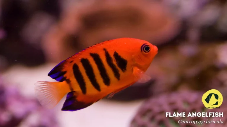 What Vegetables Can Angelfish Eat: The Ultimate Guide