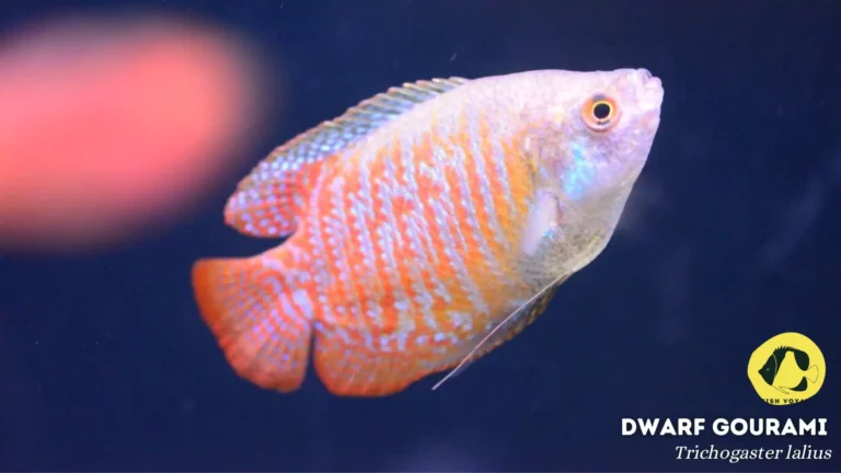 Understanding and Preventing Dwarf Gourami Diseases: A Comprehensive Guide