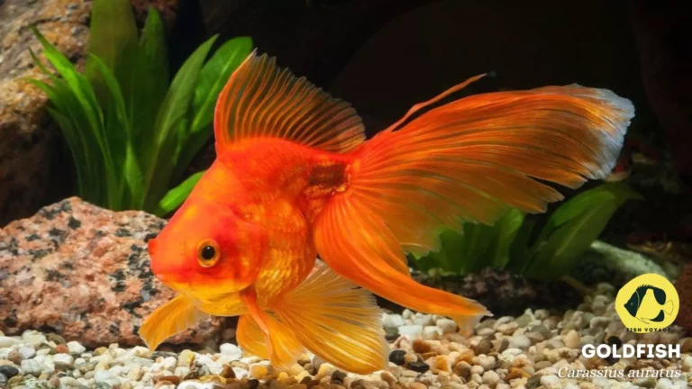 How to Cure Swim Bladder in Goldfish?