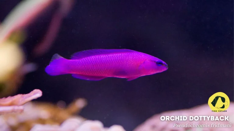 Ultimate List of Top 7 Purple Freshwater Fish