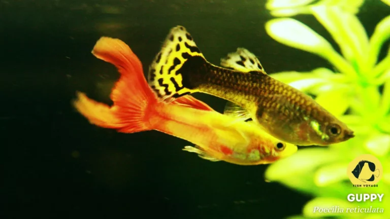 A Guide to Guppy Diseases and Symptoms