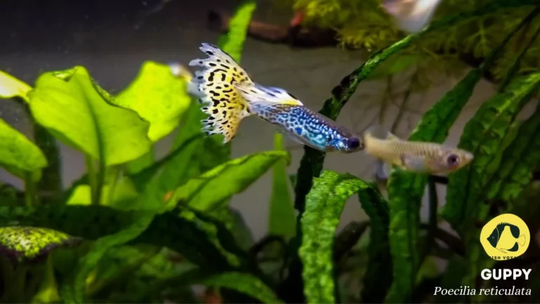 Everything You Need to Know About Guppies