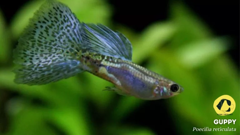 How To Feed Guppies Cucumber?