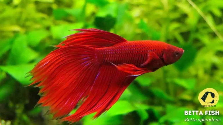 Betta Fish Dying Signs: Guide to Recognition, Prevention, and Community Support