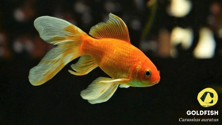 The Ultimate List of Common Goldfish Tank Mates