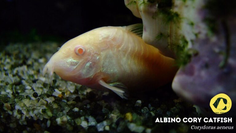 Top 5 Albino Cory Catfish Tank Mates