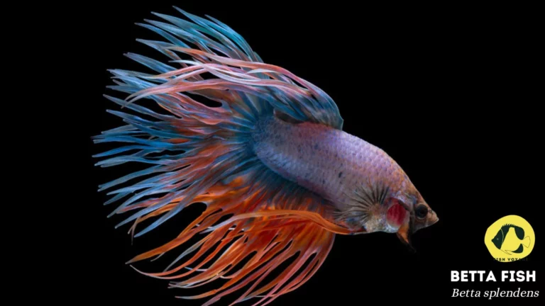 How Often Should You Feed A Betta Fish Bloodworms?