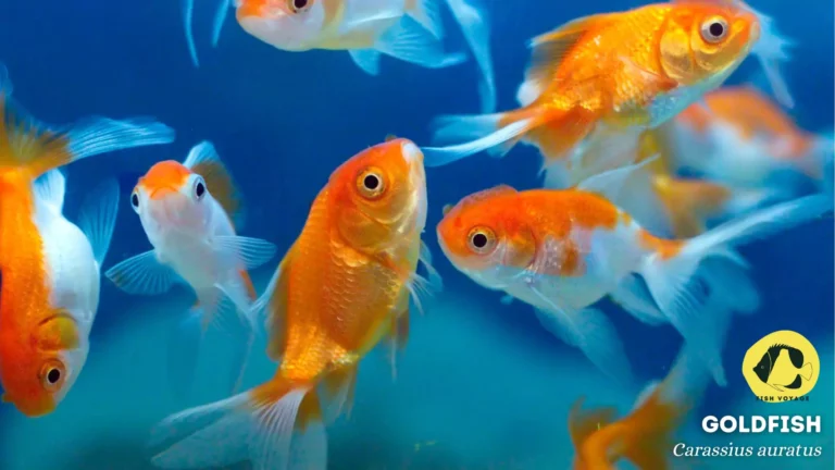 What Do Unfertilized Goldfish Eggs Look Like?