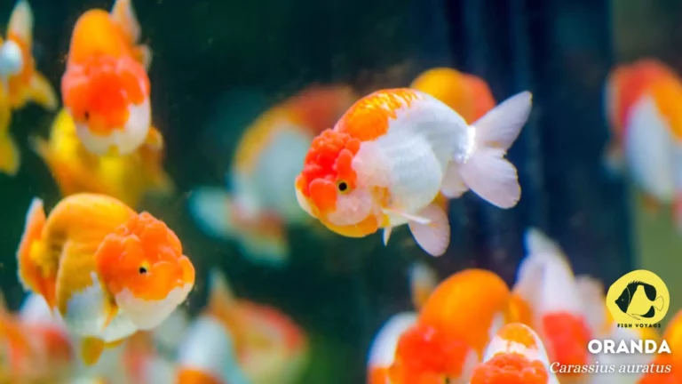 Ultimate Guide to Goldfish Tapeworm Treatment