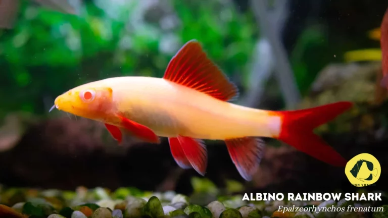 5 Top Albino Rainbow Shark Tank Mates