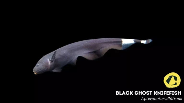 Top 10 Black Freshwater Fish