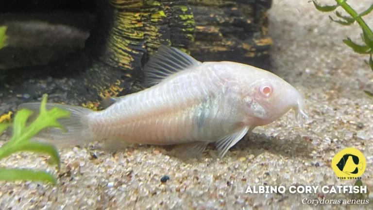 Albino Cory Catfish Male or Female: A Guide