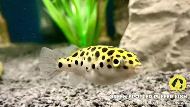 Are Green Spotted Puffer Fish Freshwater?