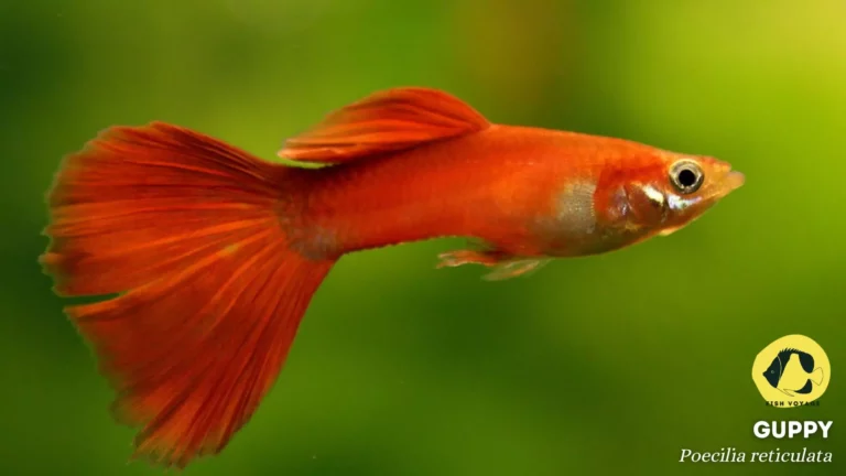 What Type Of Fish Food Do Guppies Eat?