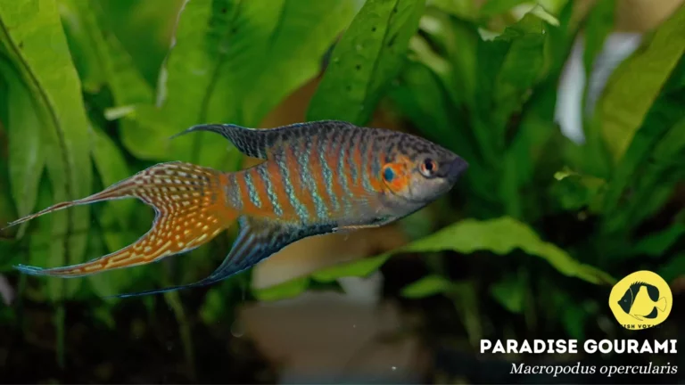 The Ultimate Guide: What Do Gourami Fish Eat?