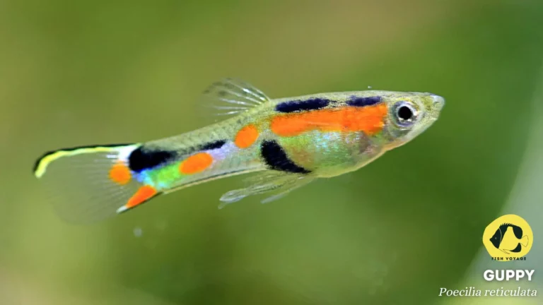 What Fish Attack Guppies? : A Guide
