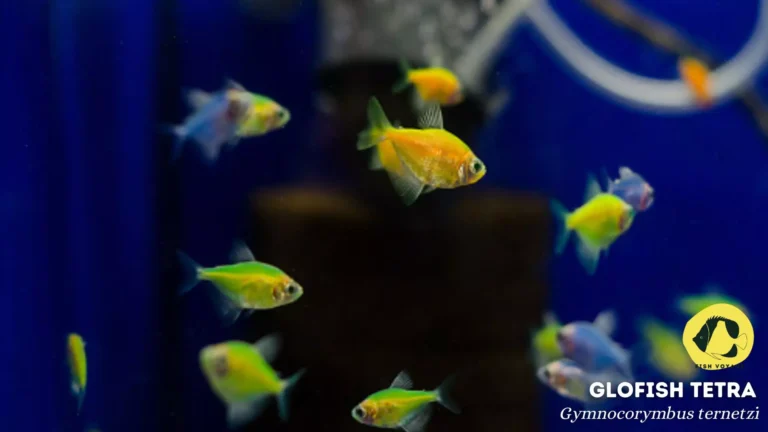 The Ultimate Guide to Glofish Tetra Male Or Female