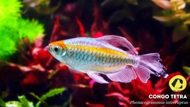 Large Congo Tetra: Everything you need to know!