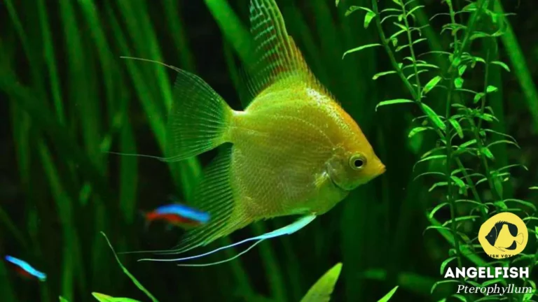 Long Life Fish For Home Aquarium