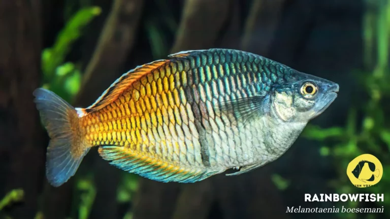 Top 5 Longest Living Freshwater Aquarium Fish