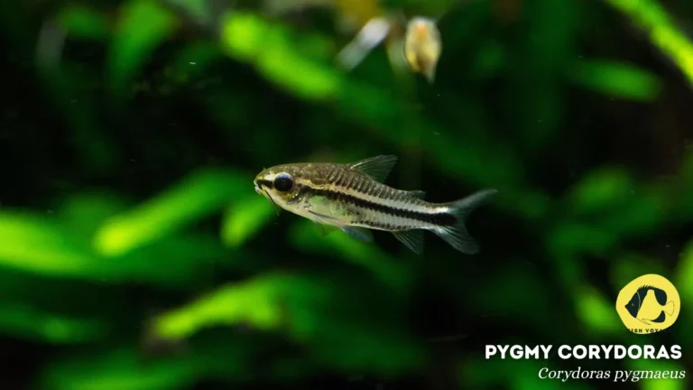 The Ultimate Guide to Pygmy Corydoras Tank Size