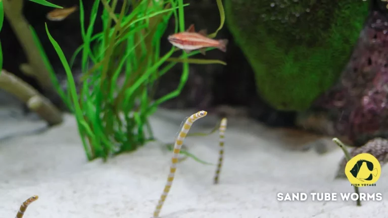Setting Up A Fish Tank With Sand