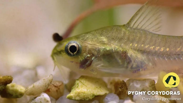 The Ultimate Guide to Pygmy Corydoras Size