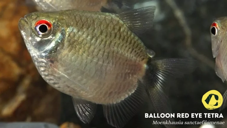 Balloon Tetra Fish: Everything You Need to Know!