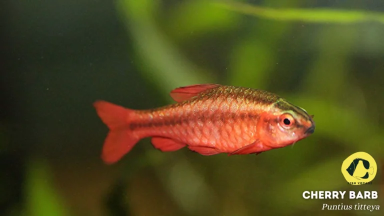 Top 10 Room Temperature Aquarium Fish