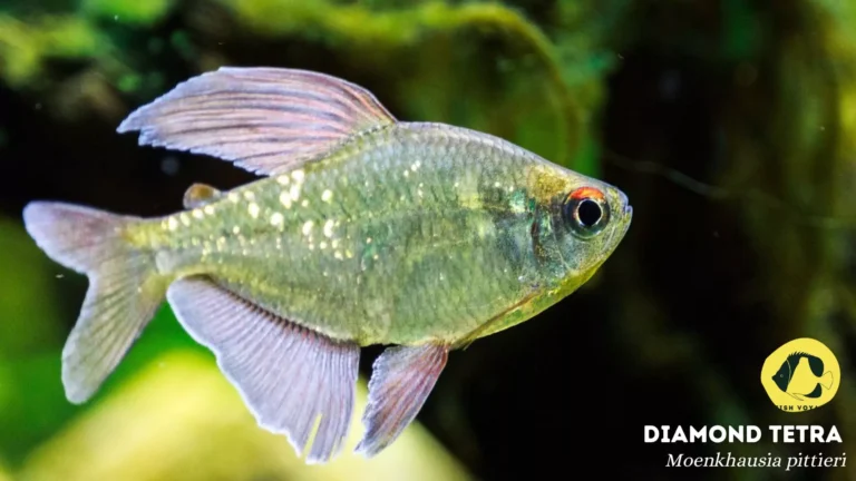 Top 10 Large Tetra Fish for Your Aquarium