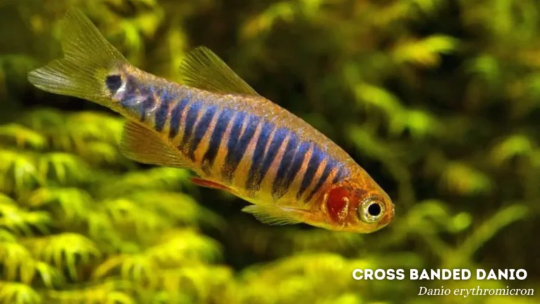 Cross Banded Danio: Everything You Need to Know!