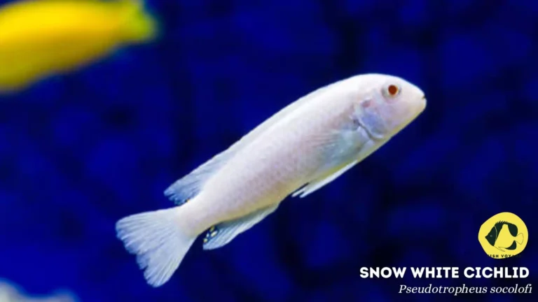The Guide to Snow White Cichlid’s Tank Size