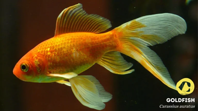 The Ultimate Guide to Common Goldfish Tank Requirements