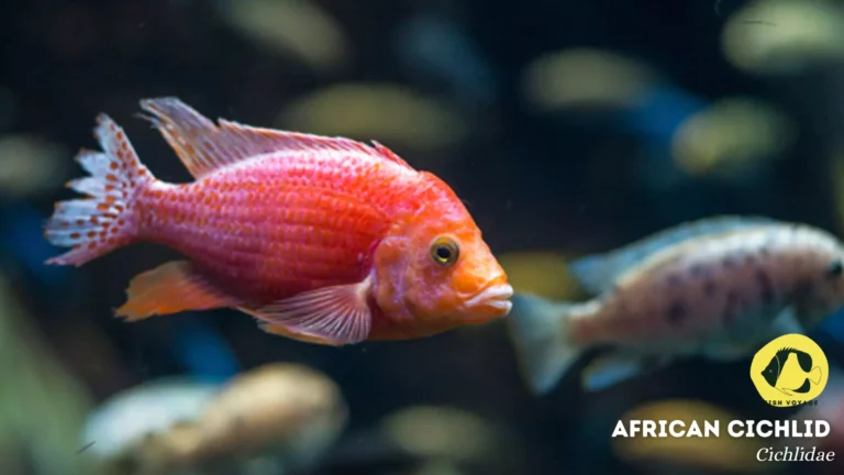 The Guide to African Cichlid Water Parameters