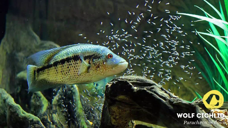 Top 10 Most Aggressive Aquarium Fishes