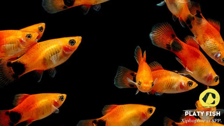 Top 5 Toughest Fishes For An Aquarium