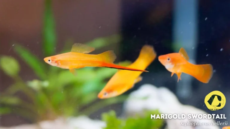 Top 5 Most Hardy Fish For Aquarium