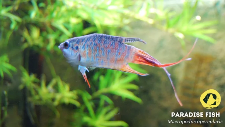 List of Colorful Cold Water Fish