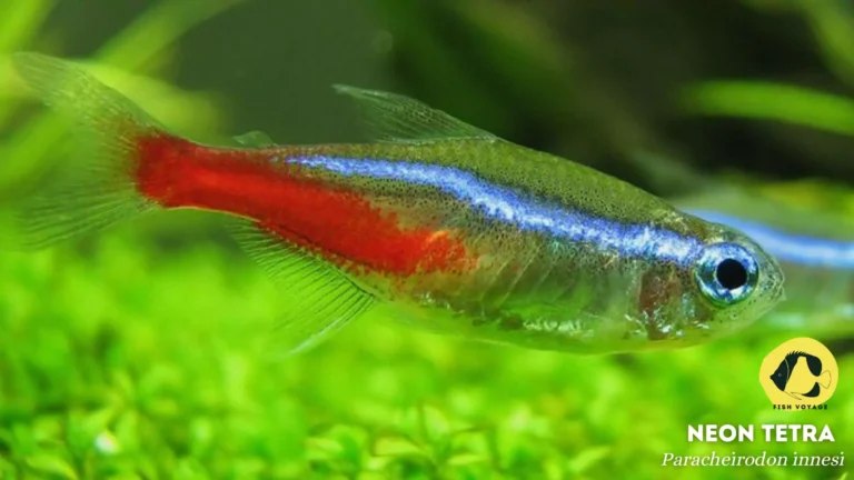 Can Neon Fish Live In Cold Water? A Guide