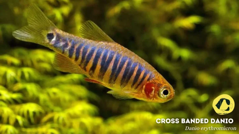 The Ultimate Guide to Cross Banded Danio Tank Mates