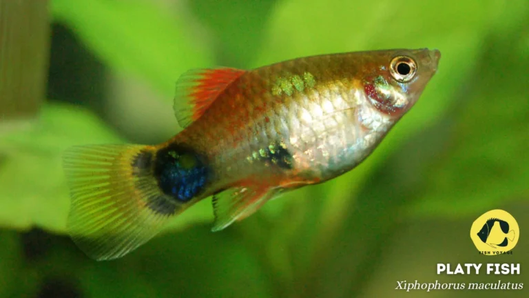 Top 5 Hardy Fish For Small Tank