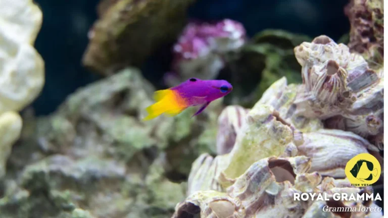 The Ultimate Guide to Royal Gramma Fish Tank Requirements