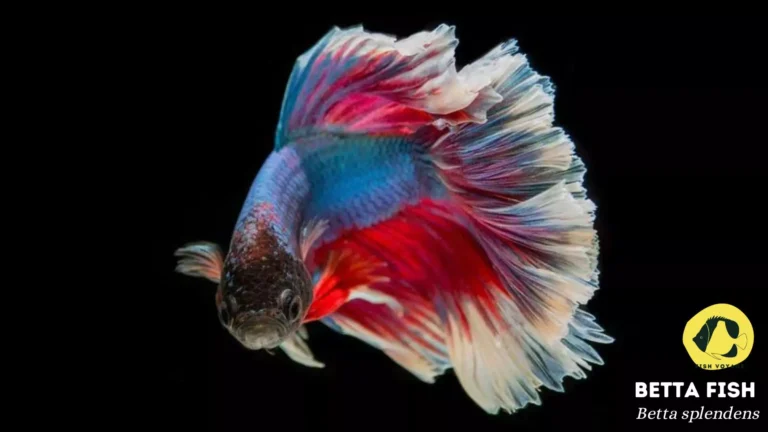 Betta Fish: Everything You Need to Know!