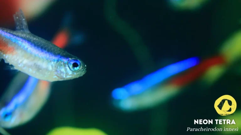 Neon Tetra: Everything You Need to Know!