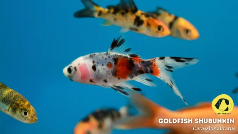 Goldfish: Everything You Need To Know!