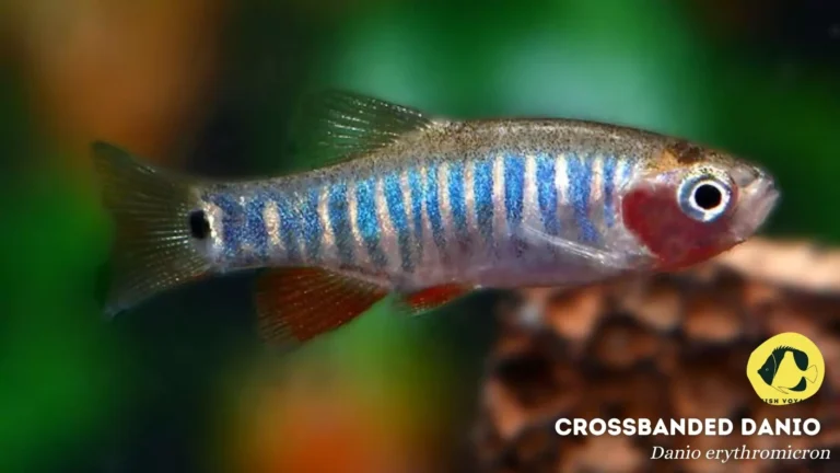 The Ultimate Guide to Crossbanded Danio Tank Size