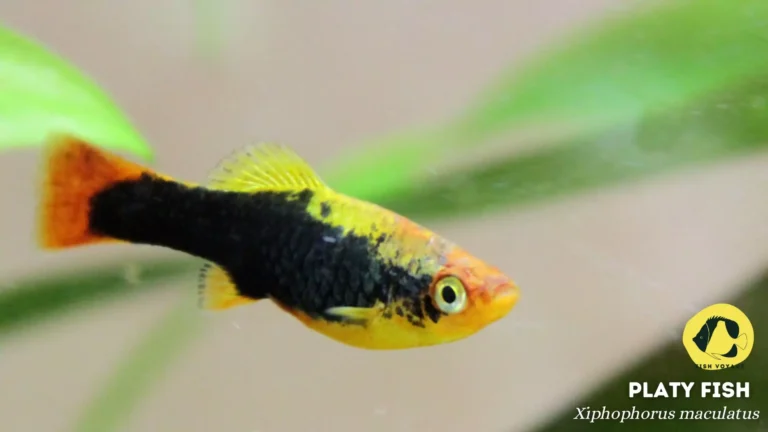 Platy Fish: Everything You Need To Know!