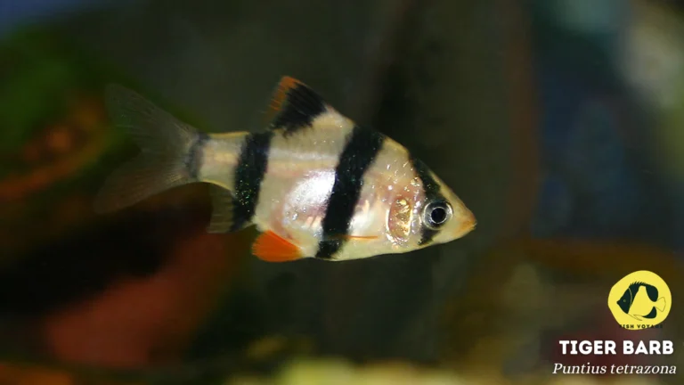 Tiger Barb: Everything You Need To Know!